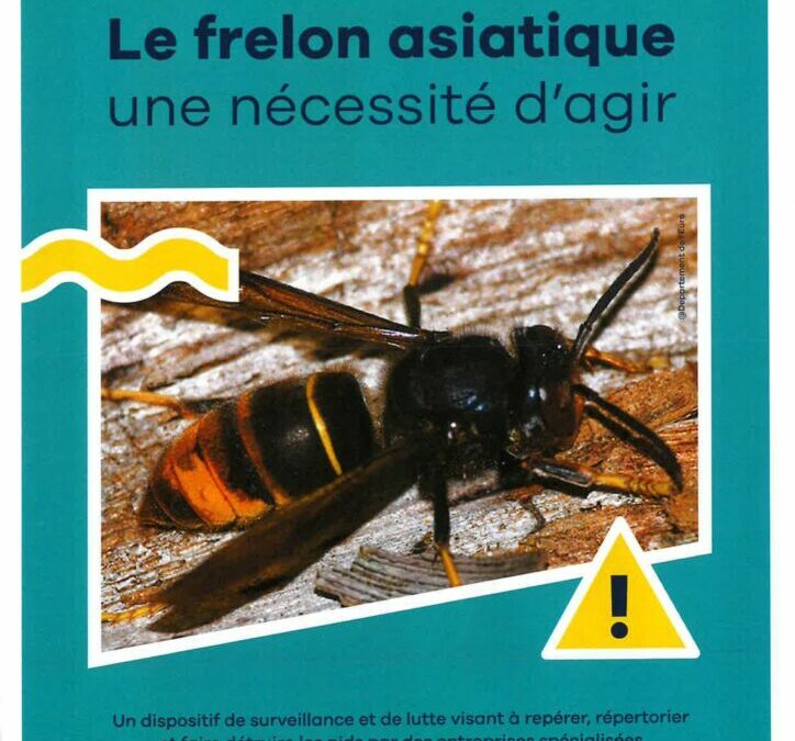 AGGLO SEINE-EURE : Aide frelons asiatiques